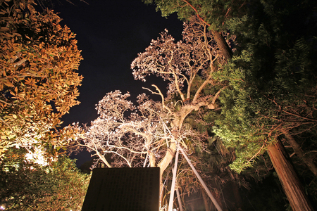 밤하늘을 아름답게 장식하는 백목련나무