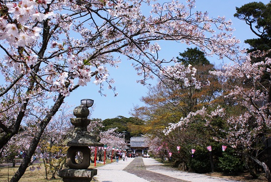 벚꽃 만개 시기 정보 (3월 말~4월 초) 가메오카신사(亀岡神社)