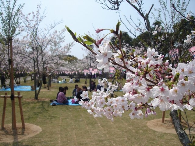 카메오카 공원 벚꽃