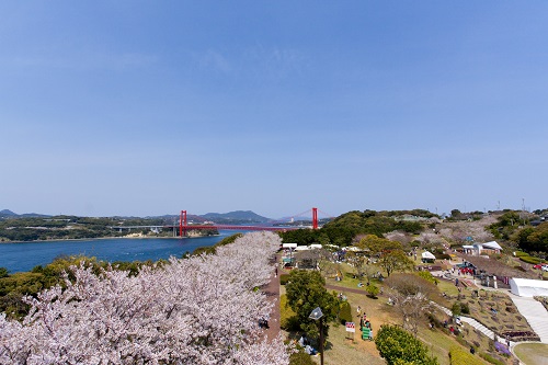 4월 5일 현립 타비라공원 벚꽃 축제